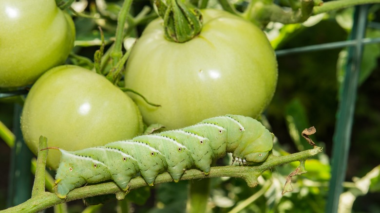 hornworm by green tomatoes