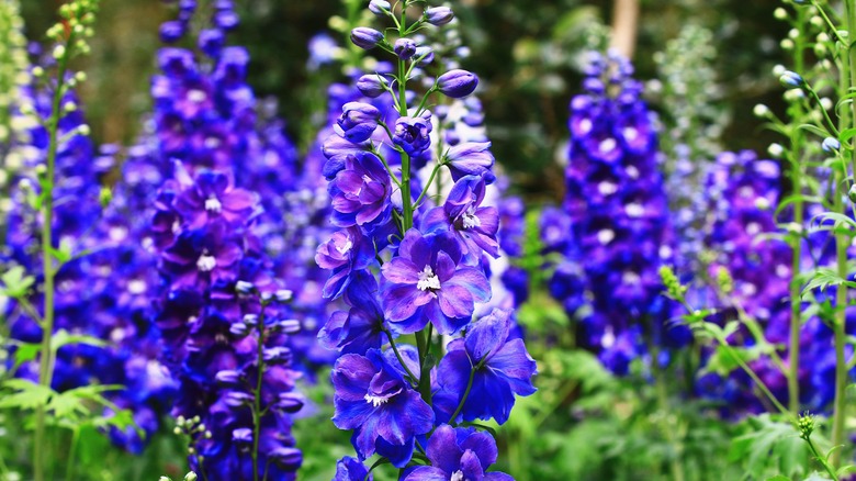 Bright purple delphinium plants