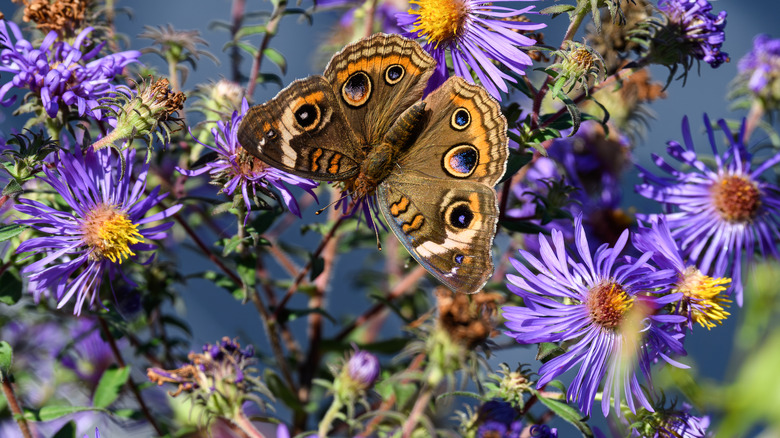A butterfly rests on some New England aster flowers.