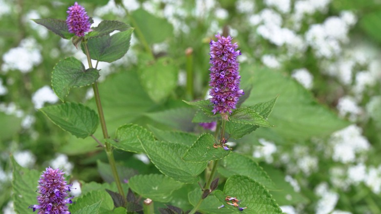 Anise hyssop flower closeup