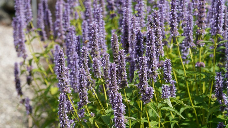 Anise hyssop