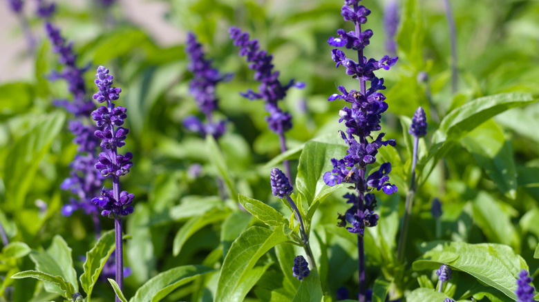 Close-up photo of mealycup sage or blue daze.