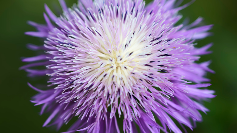 Close up of purple basketflower bloom