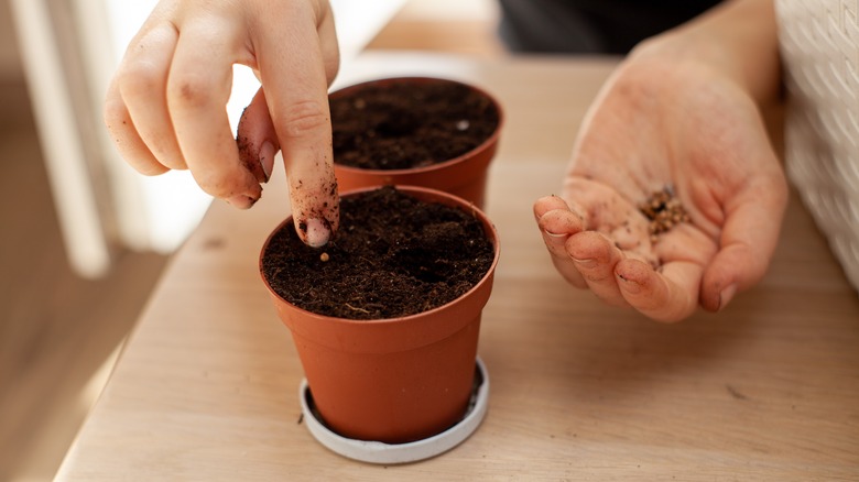 Woman planting seeds in pot