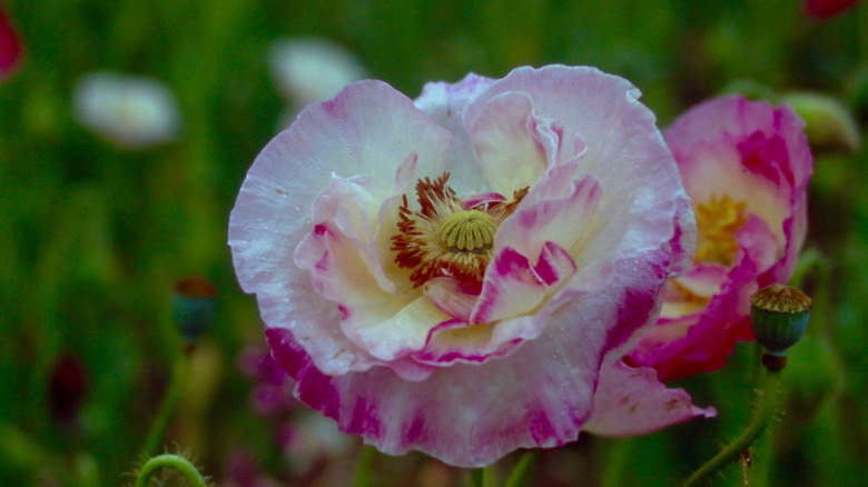 Close up of a pink and white shirley poppy