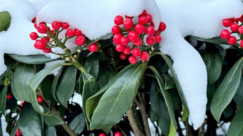Winterberry holly shrub with red berries covered in snow.