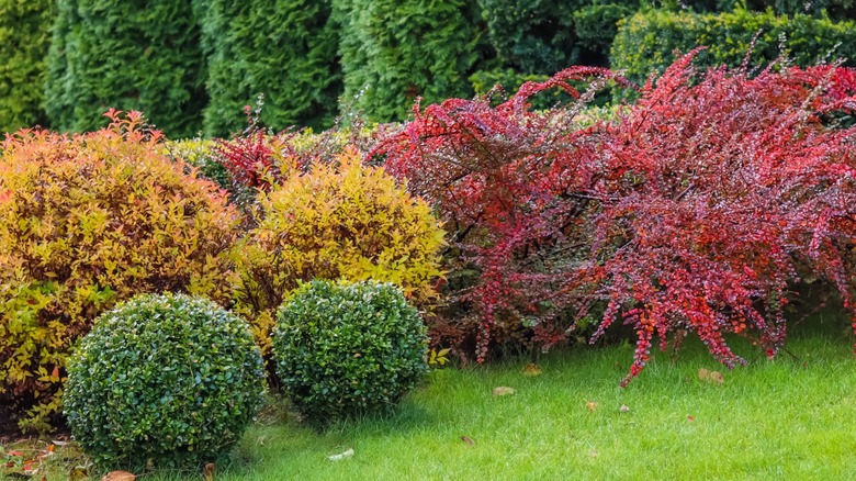 Garden with green lawn and colorful shrubs.