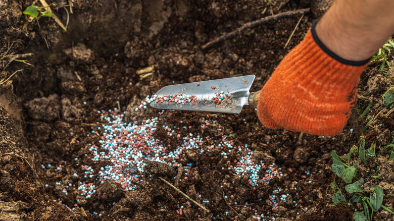 person adding fertilizer to plants and soil