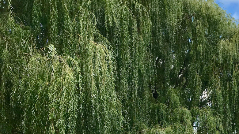 Mature weeping willows growing over a creek.