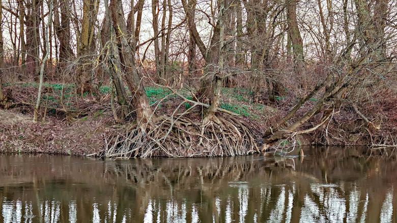 A tangle of willow roots alongside a riverbank.