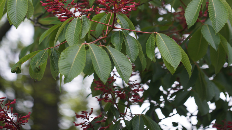 A close up image of the red buckeye tubular flowers