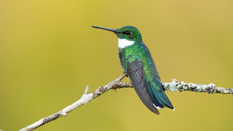 Hummingbird with a white throat and green feathers sitting on a branch