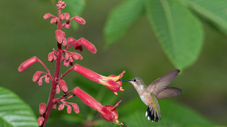 A hummingbird feeding on the red buckeye flower