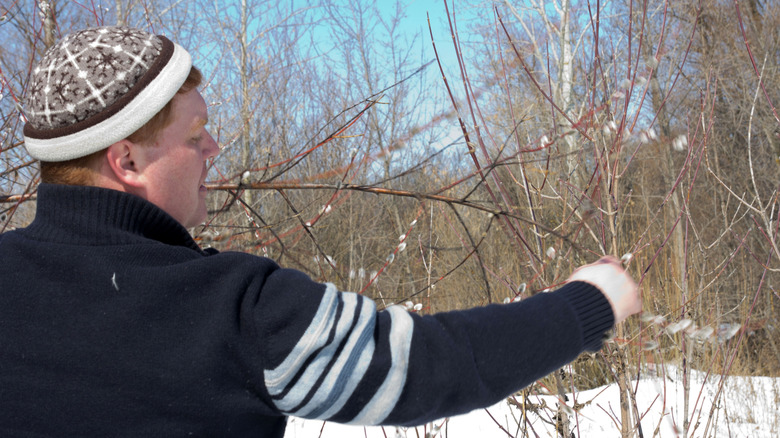 A man takes cuttings from young willow trees in the winter.