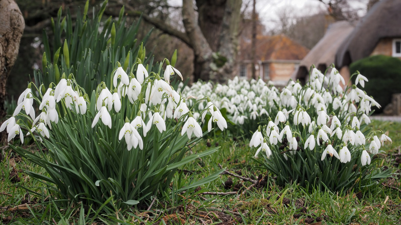 Multiple clusters of white snowdrop flowers growing in a yard