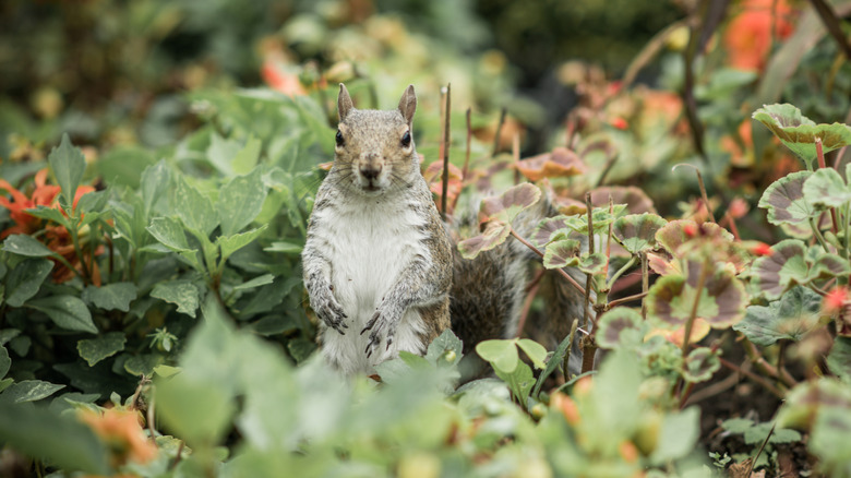 A squirrel standing on its back legs directly facing the viewer from among a garden bed