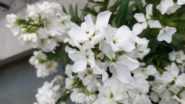 The whit blooms of Arabian jasmine