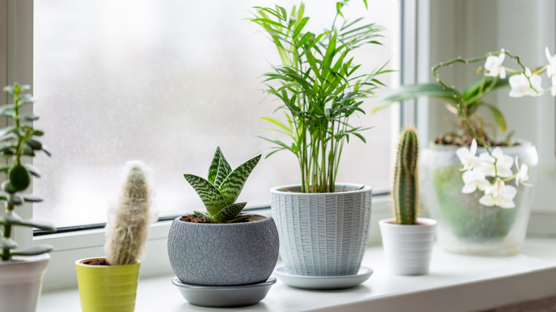 Houseplants sit on a windowsill