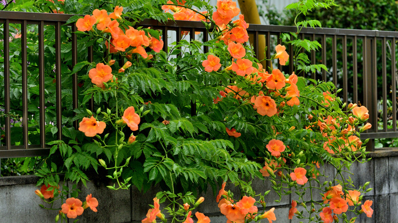 trumpet creeper (Campsis radicans) growing through fence