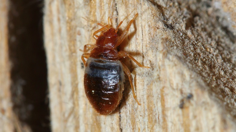 bat bug on wood