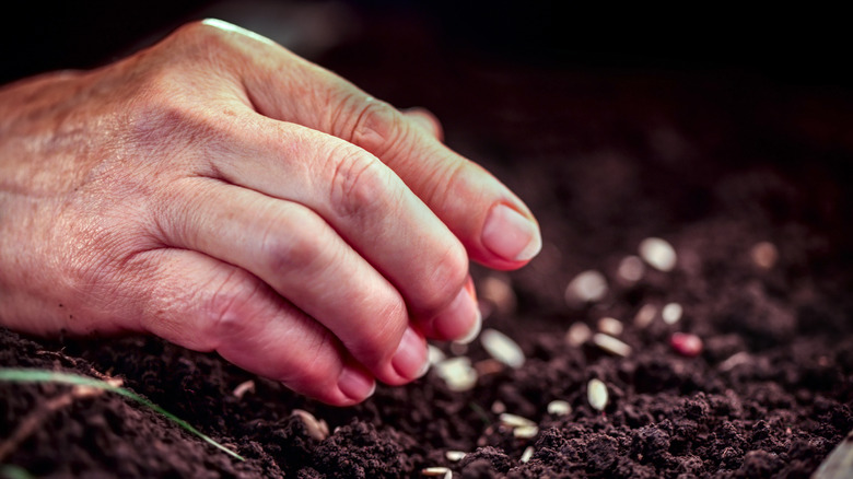 Close up of a hand throwing seeds into dark colored soil