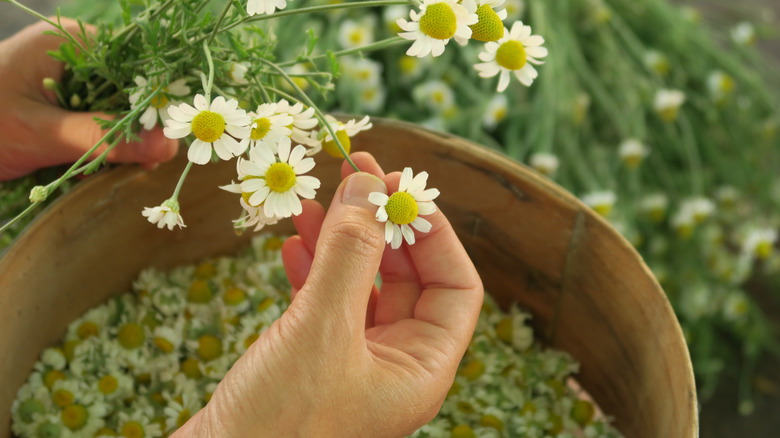 A hand plucking chamomile flowers and placing them into a wooden basket