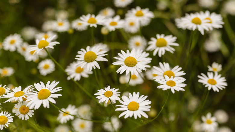 White chamomile blossoms with yellow center