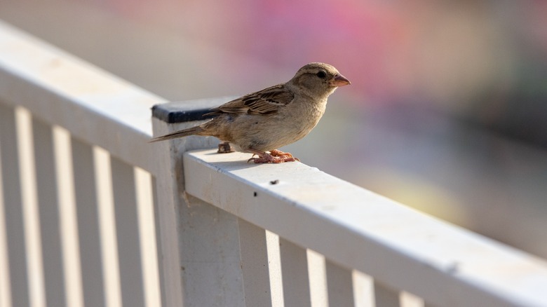 Bird on porch