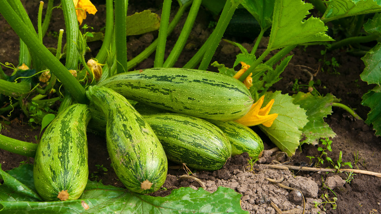 Zucchini growing in garden