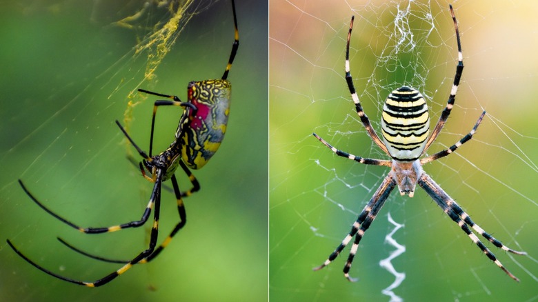 Close up of Joro spider in its web
