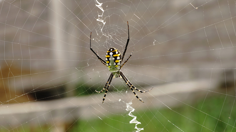Close up of black and yellow garden spider in web