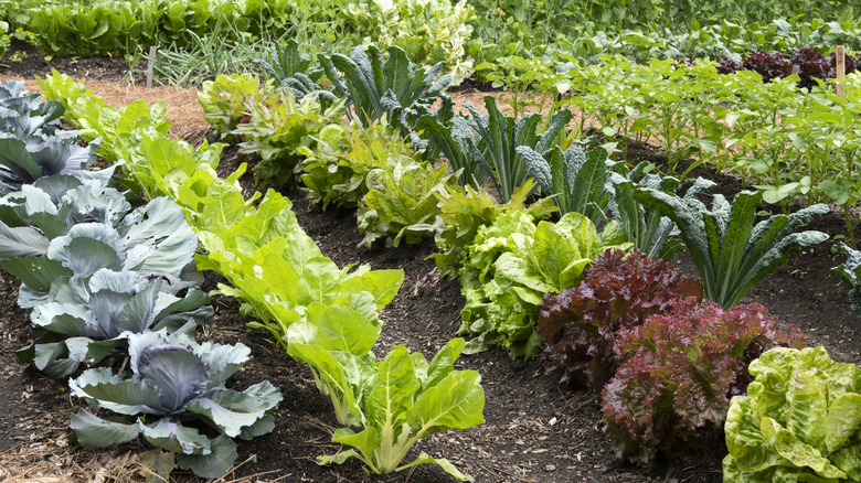 Vegetable garden