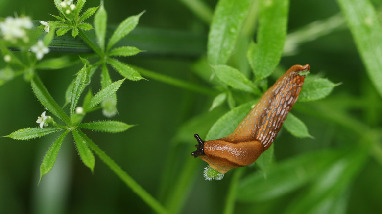 A Red Slug, Arion rufus, climbing over a Cleavers or Goosegrass plant growing in the wild.