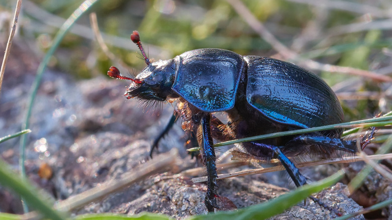 Ground beetle seen crawling on the ground