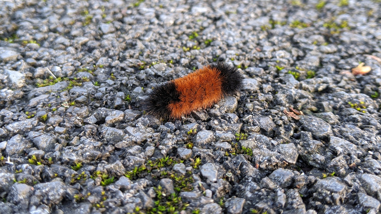 A woolly bear caterpillar walking across a gravel pathway.