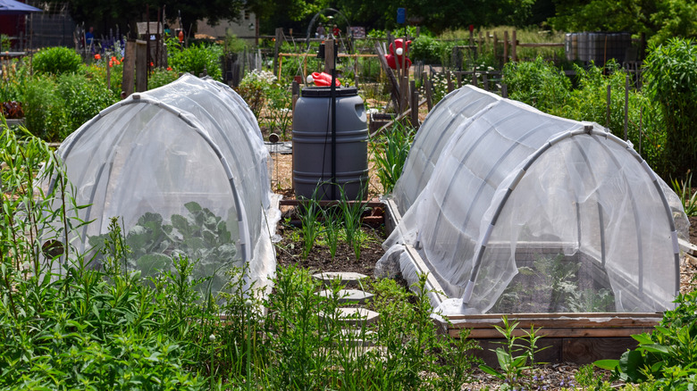 Garden with beds covered in netting to protect plants.