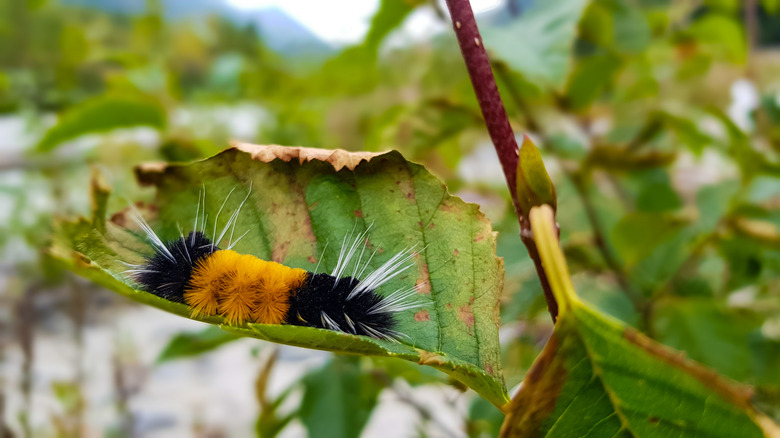 Closeup of woolly bear caterpillar on a leaf.