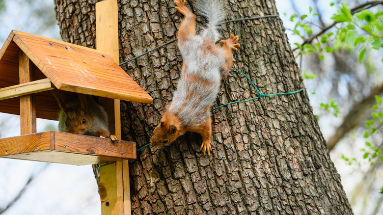 Squirrels at bird feeder