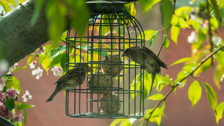 Two songbirds on a birdcage feeder in the trees