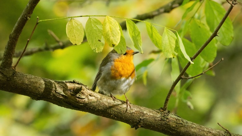 swallow  with orange breast sitting on a branch in the leaves