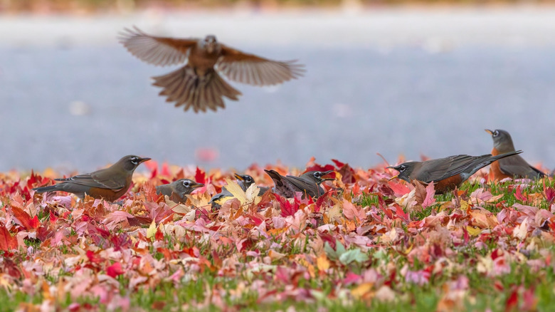 A number of robins signing and chirping in the autumn leaves