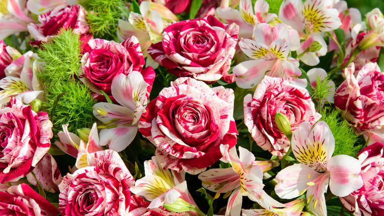 A blend of pink and white bi-color roses in a bouquet