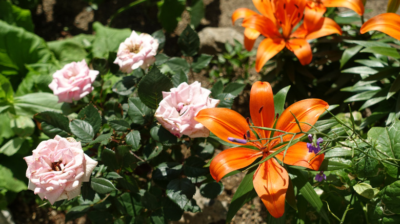 Pink roses and orange lilies growing together in a garden setting