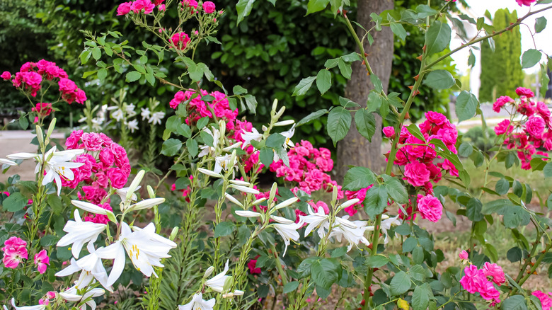 White lilies and pink roses grown together