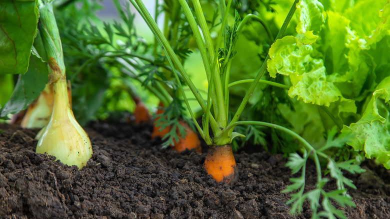 onions and carrots in garden