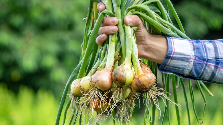 Holding a bunch of onions 