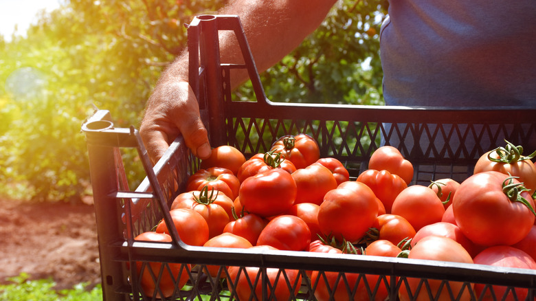 Platter with tomatoes and green onions