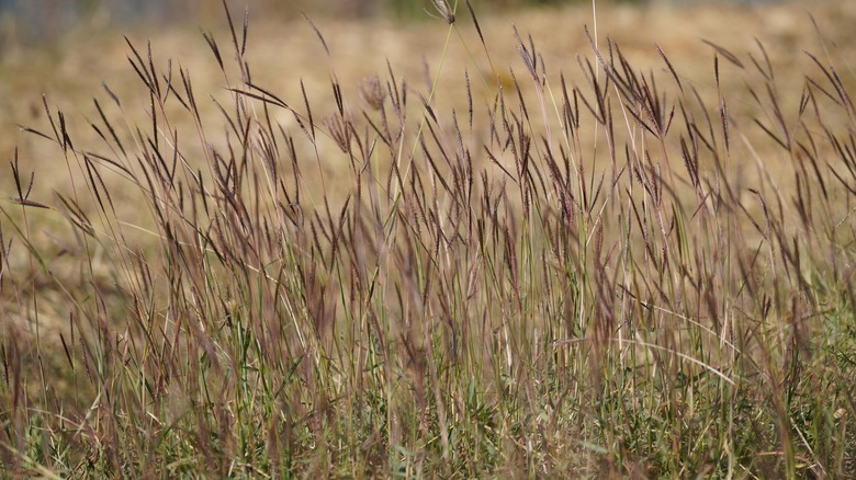 big bluestem grass
