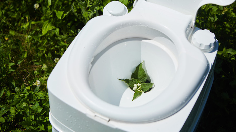 A compost toilet with its lid open and a plant inside the bowl