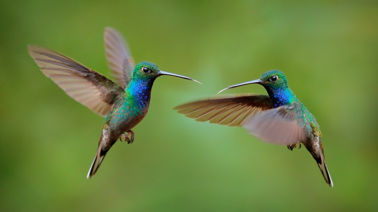 Two hummingbirds mid-flight